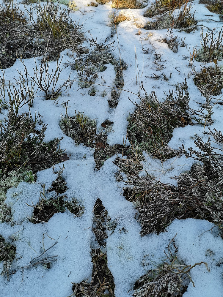 Musegangene under snøen kom til syne etter mildværet. Hva skal musa gjøre nå som det ikke er snø, og kulda setter inn??