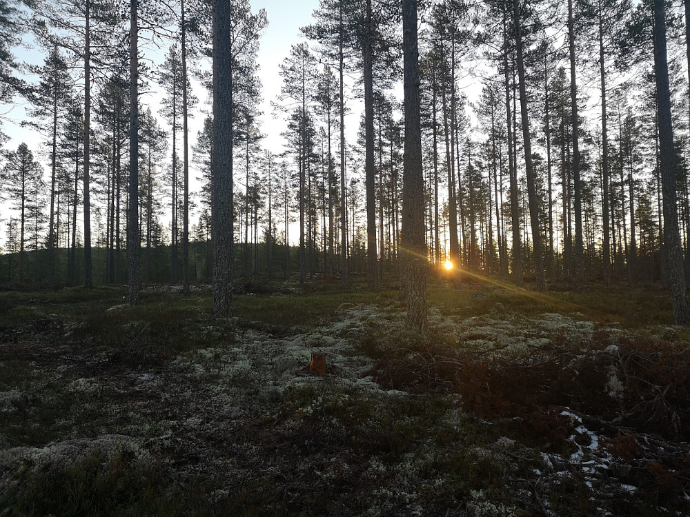 Soloppgang i skogen