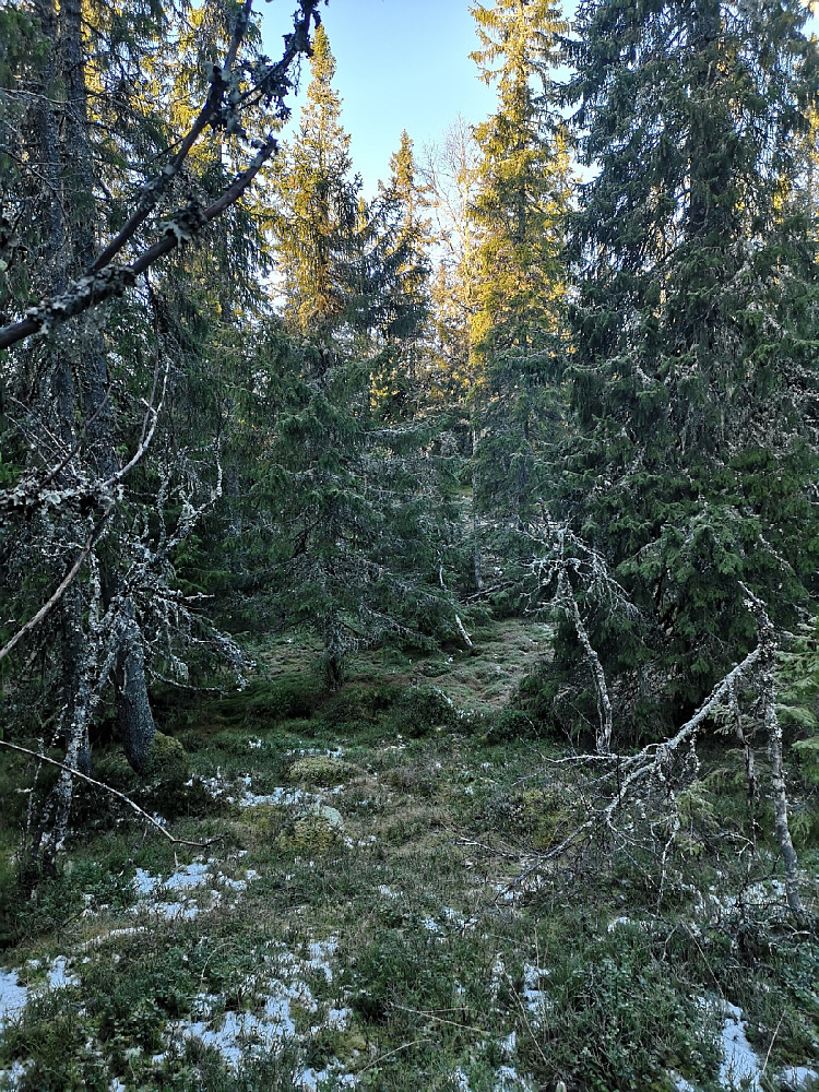 Det er igjen noen lommer med gammelskog, selv om det er hogd mye i området. For ikke å glemme vindturbinene da..