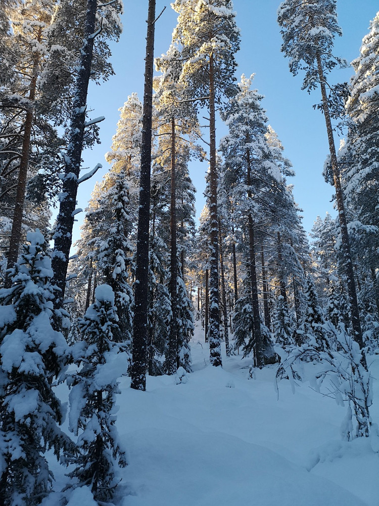 Stor skog