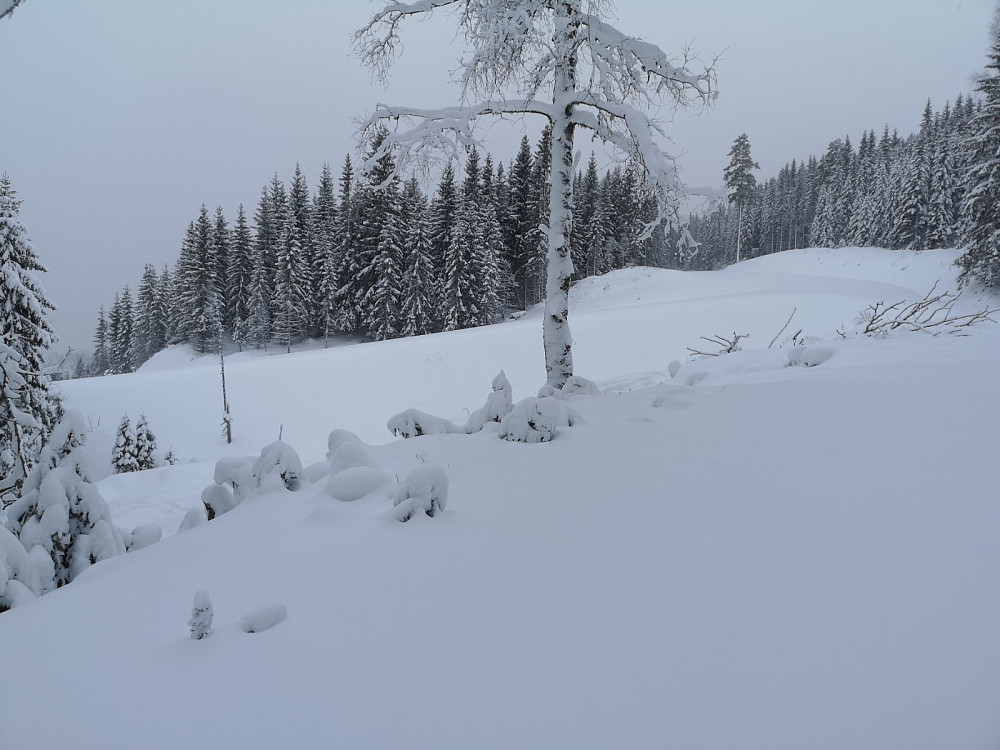 Det er ikke akkurat små smale traktorveier i skogen lengre. Det er veier som overgår mange kommunale og fylkesveier..