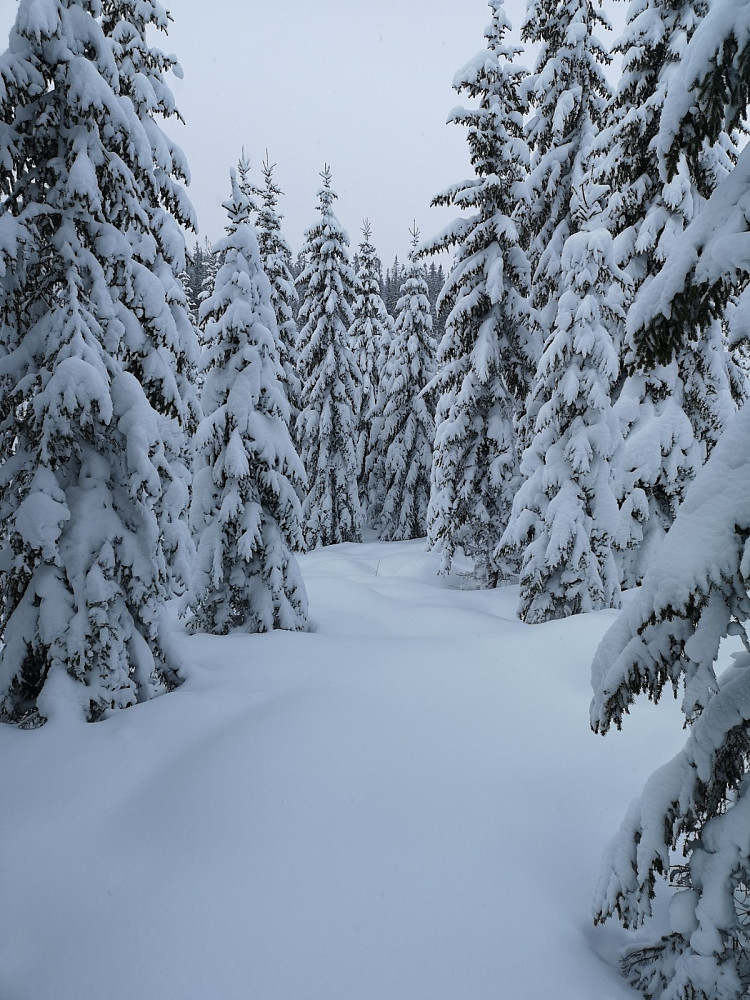 Glenne i skogen. Omtrent hele lia fra skytefeltgrensa til bygda er gjennomhugget i løpet av siste 60-70 år. Dette medfører at skogen som vokser der er tett og vanskelig å gå bevege seg med ski.