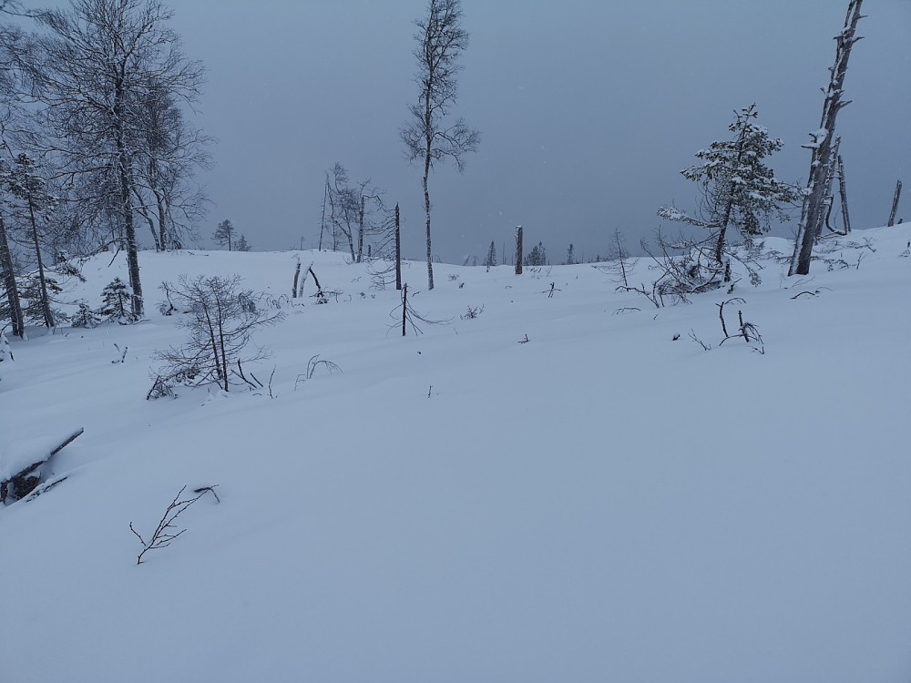 Det var en gang en gammelskog. Her var det nok en flekk med gammel skog, men nå blir det plantasje her også.