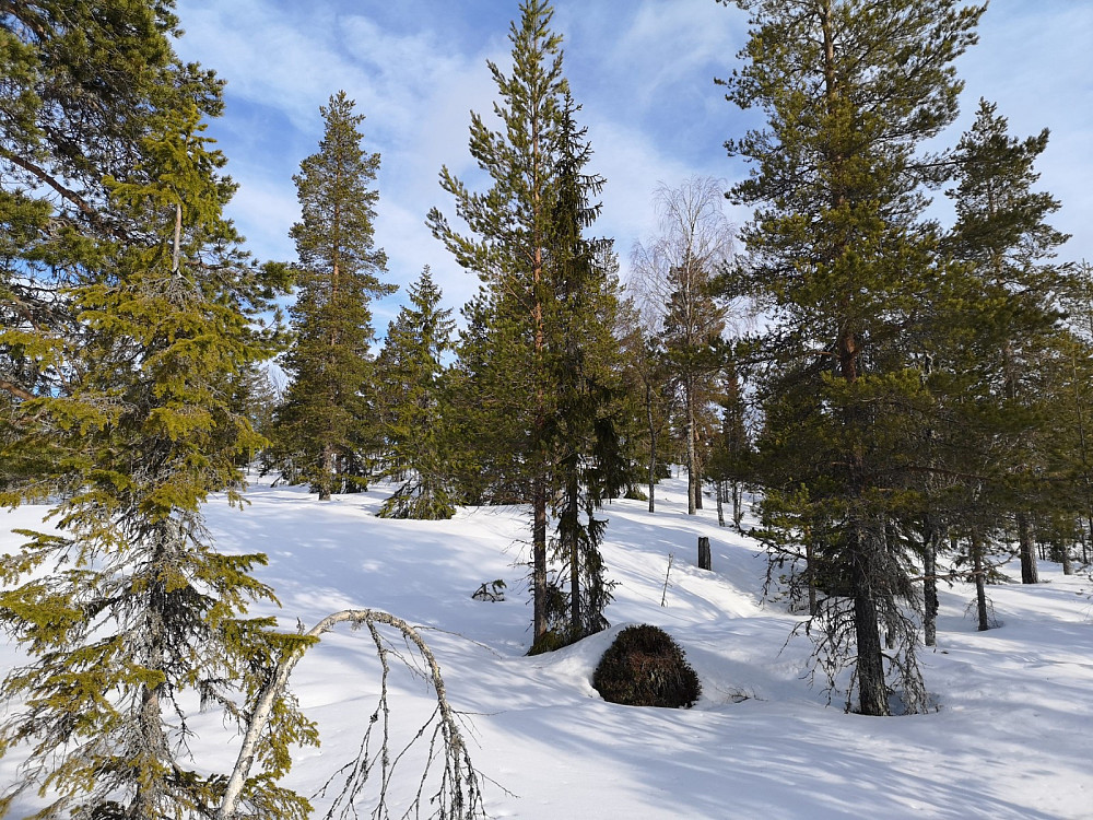 På vei mot første topp for dagen. He var det sikkert en spennende skog før skogen ble tynnet. Skiføret er godt.