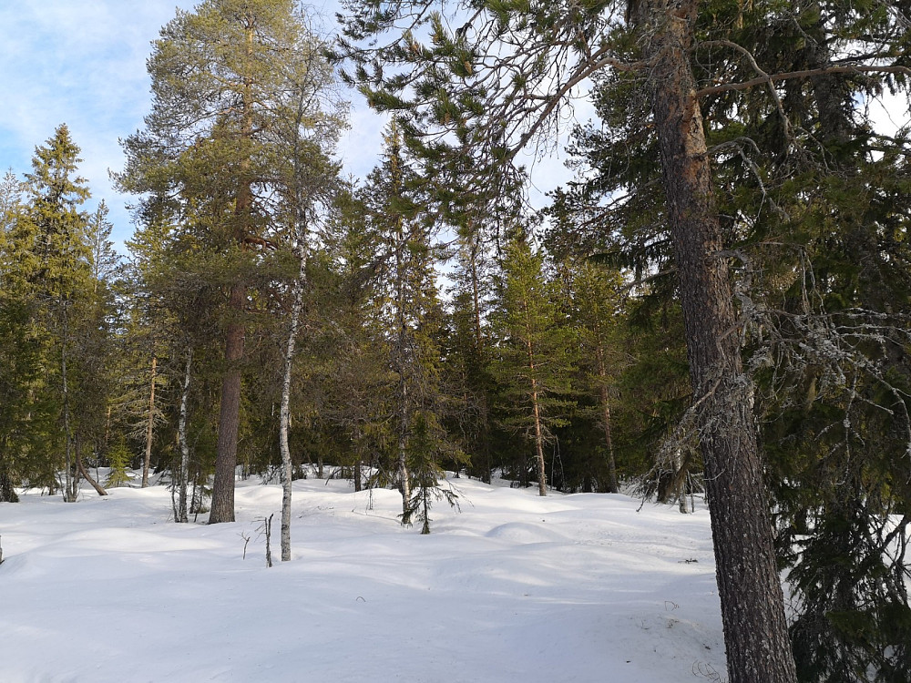 Fin gammel skog på vei opp til Dulthøgda sørtoppen