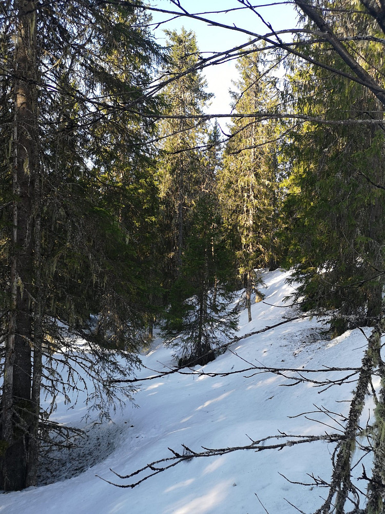 Gammel fin granskog ned mot søndre djupa