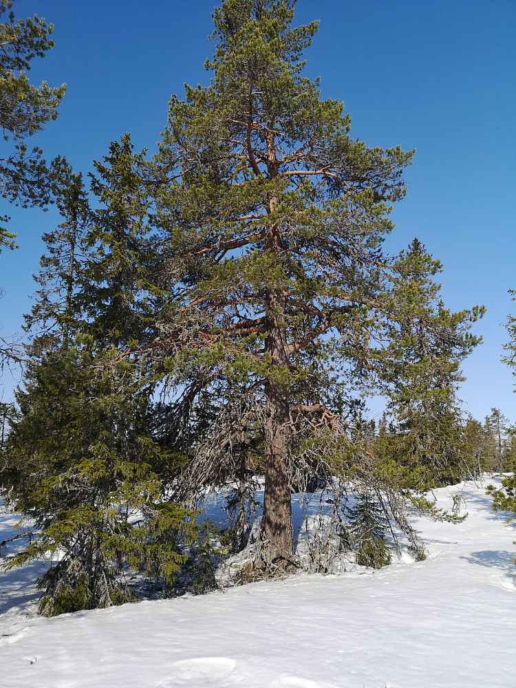 Majestetisk furu