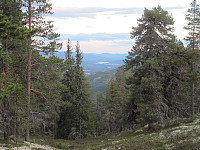 Gammalskog