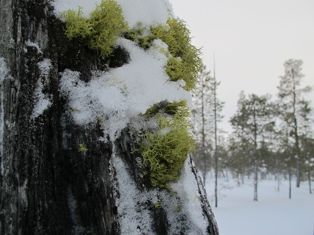 Ulvelav.