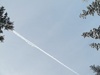 peregrinus_img_2621.jpg