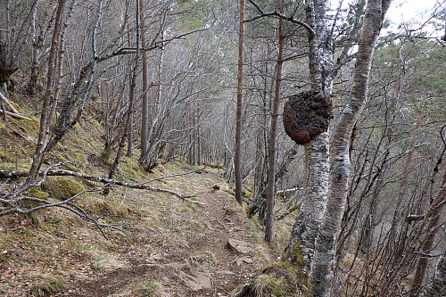 Godt merket sti opp fra Rennset til Rennsetvatnet.