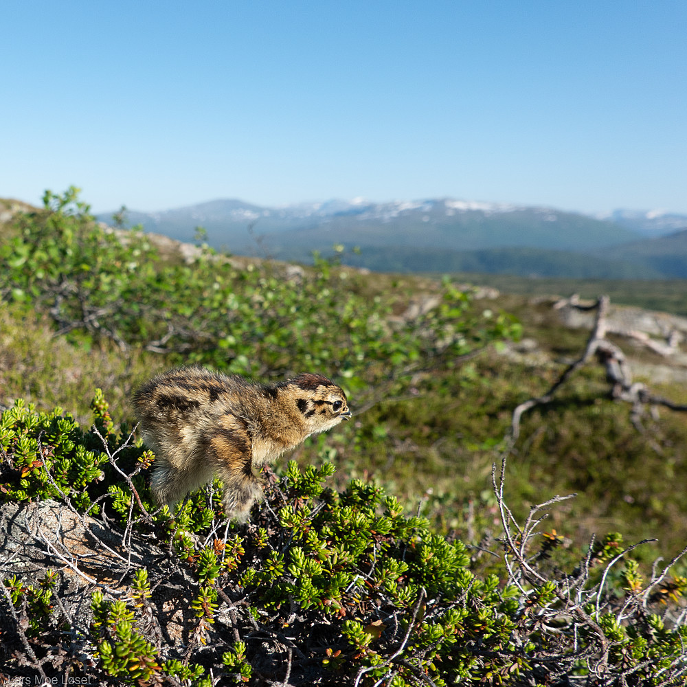 Årets første lirypekyllinger.
