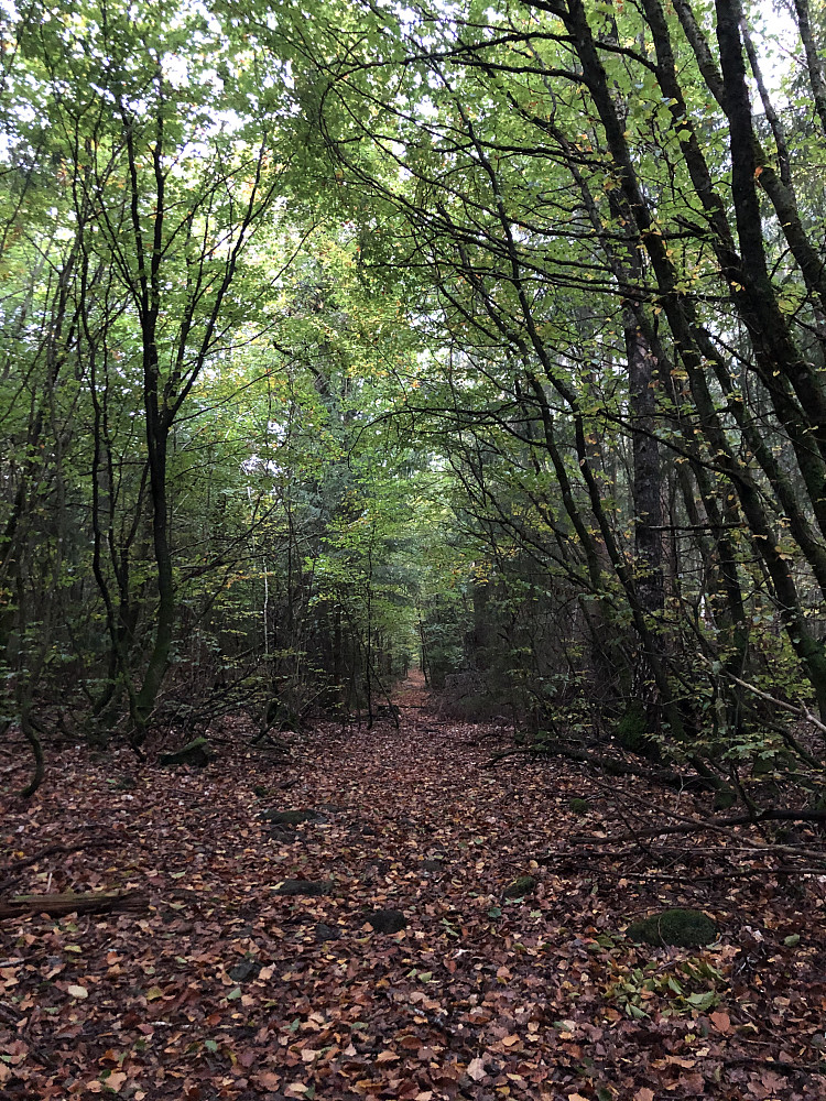 Skogsbad! Vestfolds fylkesplante, bøk, både som «tak» og «gulv» på stien.