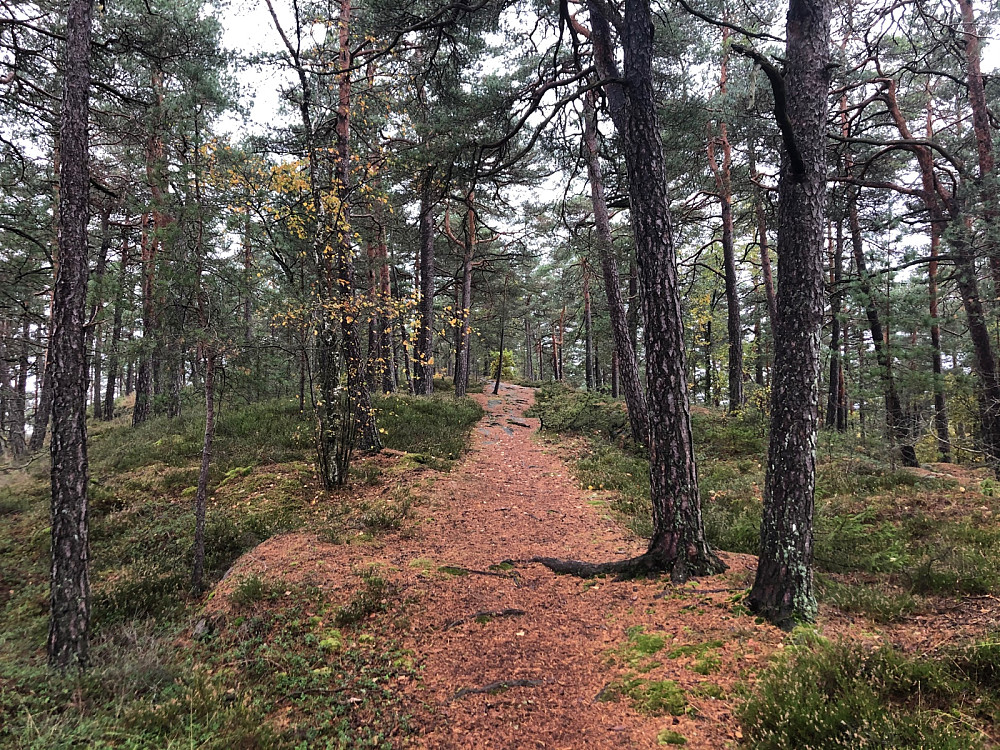 Fin, relativt åpen furuskog på toppen