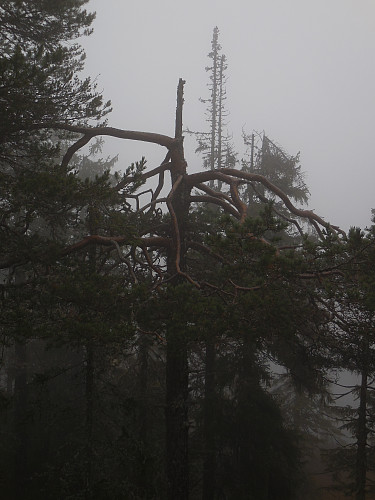 "Ørnefuru" nær toppen