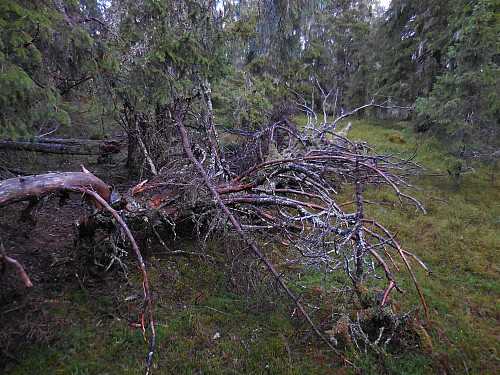 Gammelt granlåg nær toppen