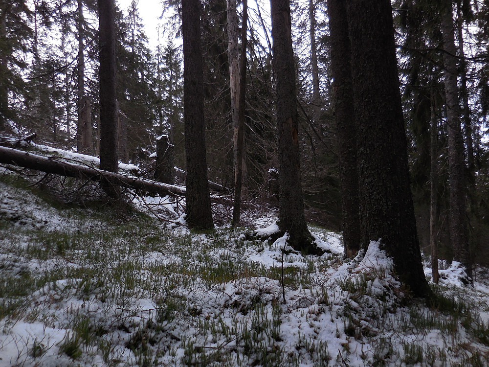 Flott gammelskog i Rinilhaugen naturreservat