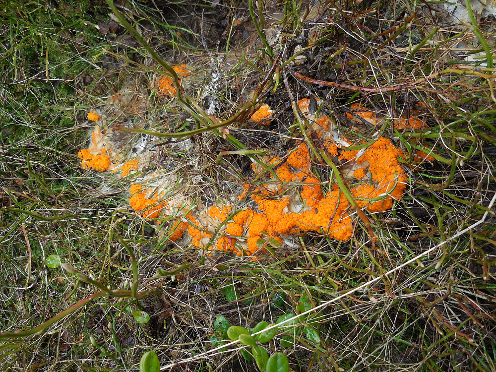 Oransje elgbeger-en vanlig sopp som bare vokser der hvor elgen har urinert.
