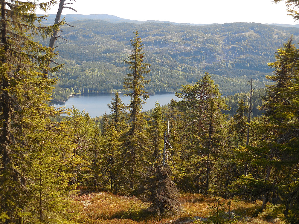 Går opp østryggen. Dette gir fin utsikt østover og over Søndre Buvatnet.