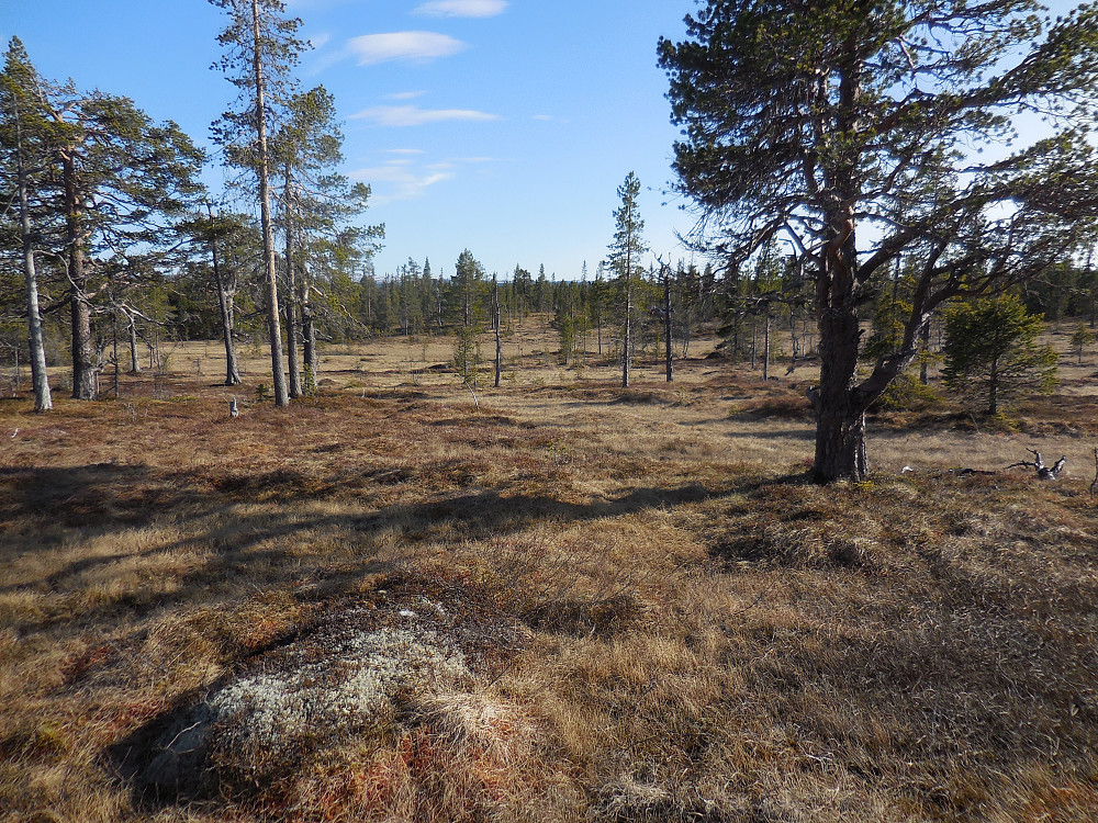 Innover Nysætermyrene.