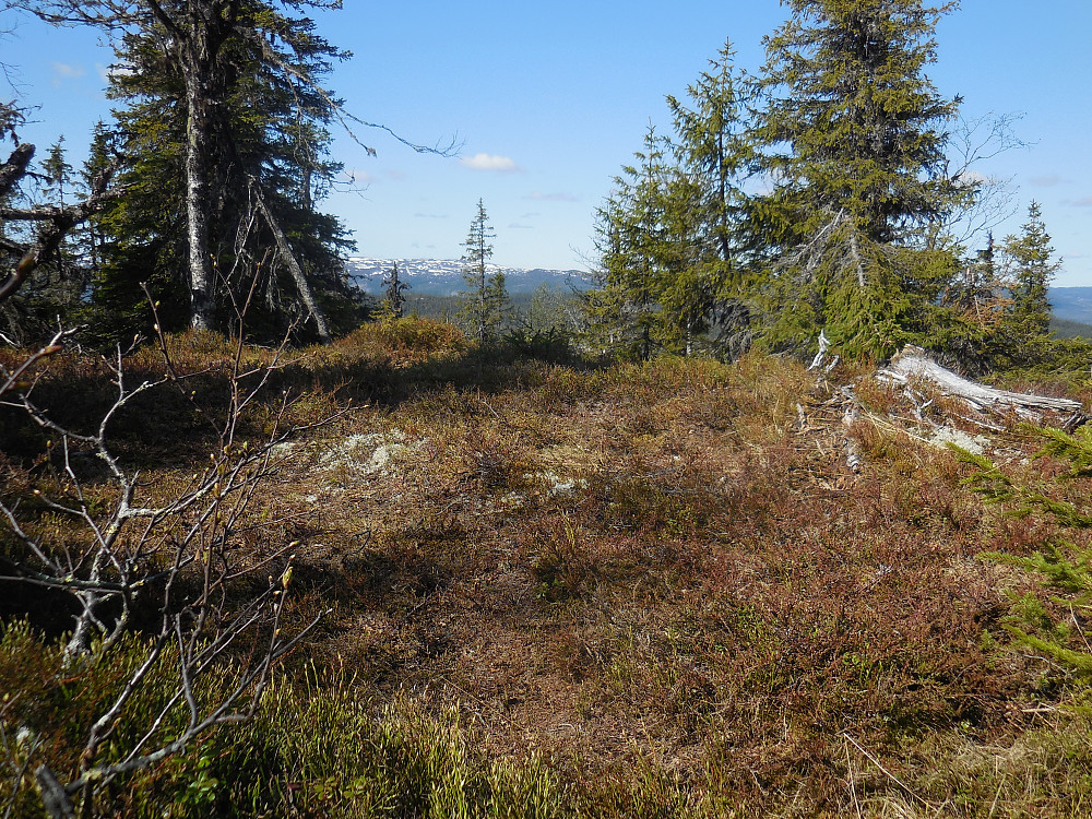 Høyest på Skurveknatten, 844 moh.