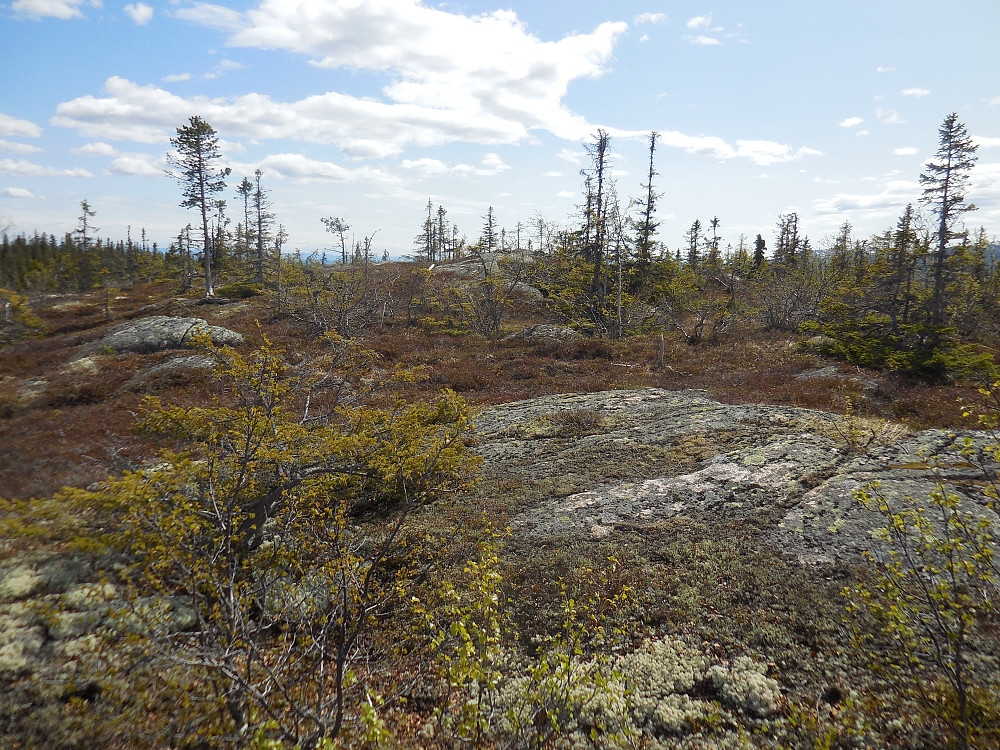 Flatt på toppen av Langtjernåsen, 828 moh.