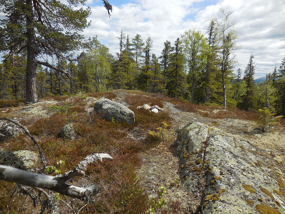 På toppen, 718 moh, men begrenset utsikt.