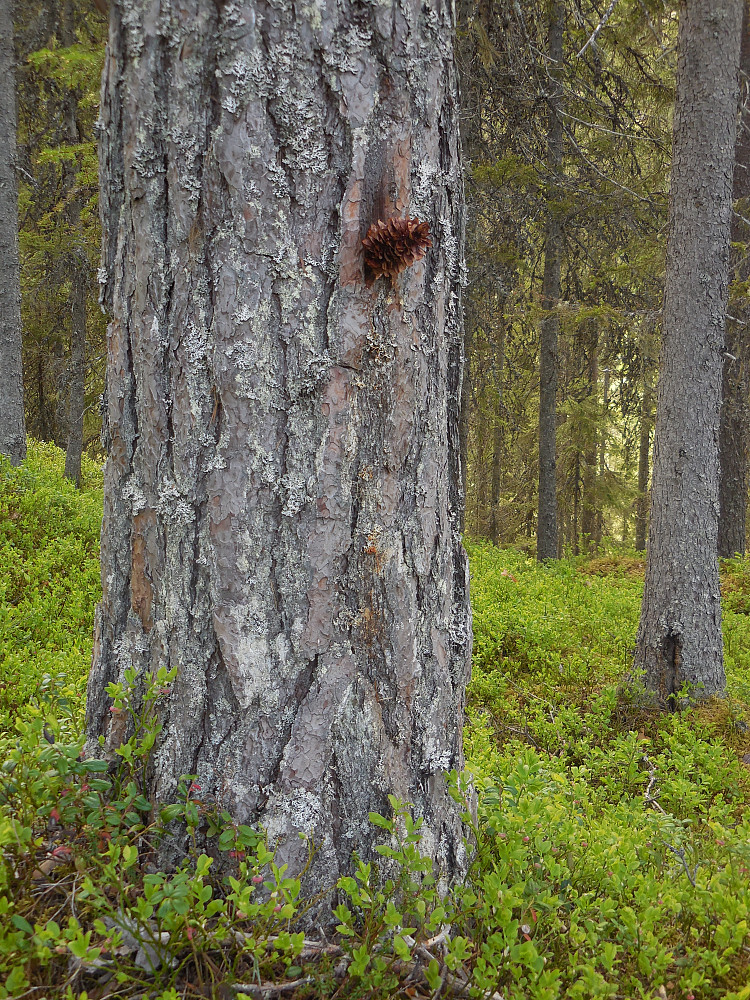 Flaggspetten sin spettesmie.