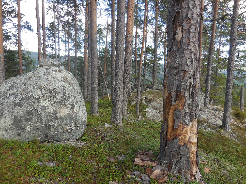 Steinblokka utgjør toppunktet på Hesjabakkollen.
