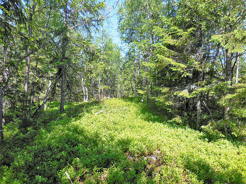 Gransjøhøgda, 580 moh.