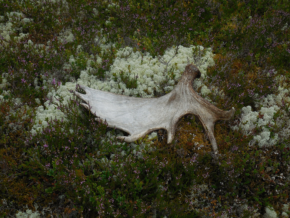 På tur ned igjen finner jeg dette flotte 8-taggers elghornet.