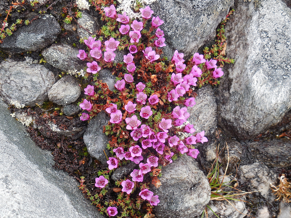 Rødsildre.