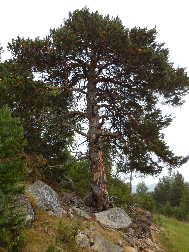 Kjempefuru i Fossemslia.