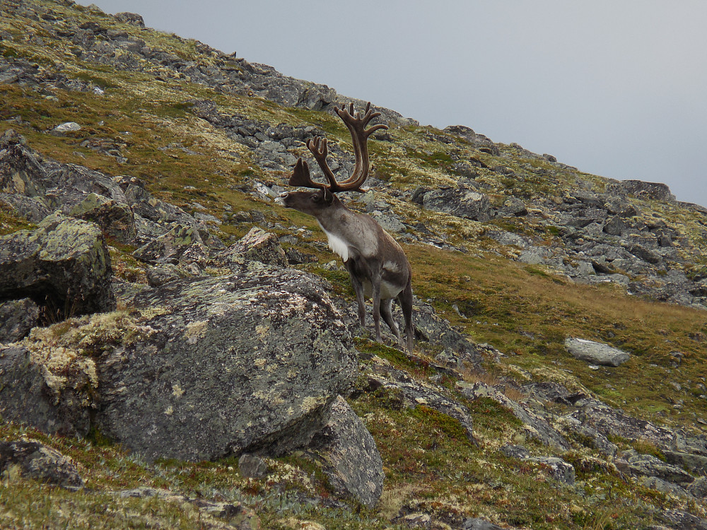 Storbukk ved Djupbekken.