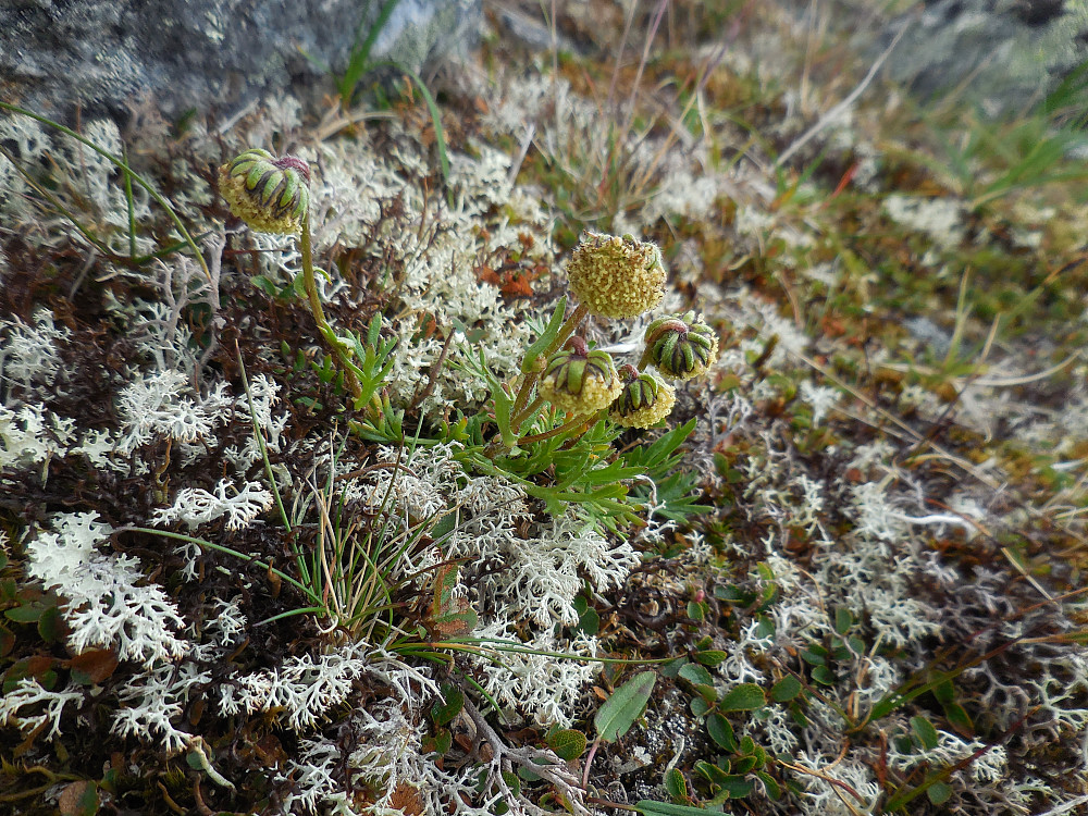 Norsk malurt på Trondfjellet.