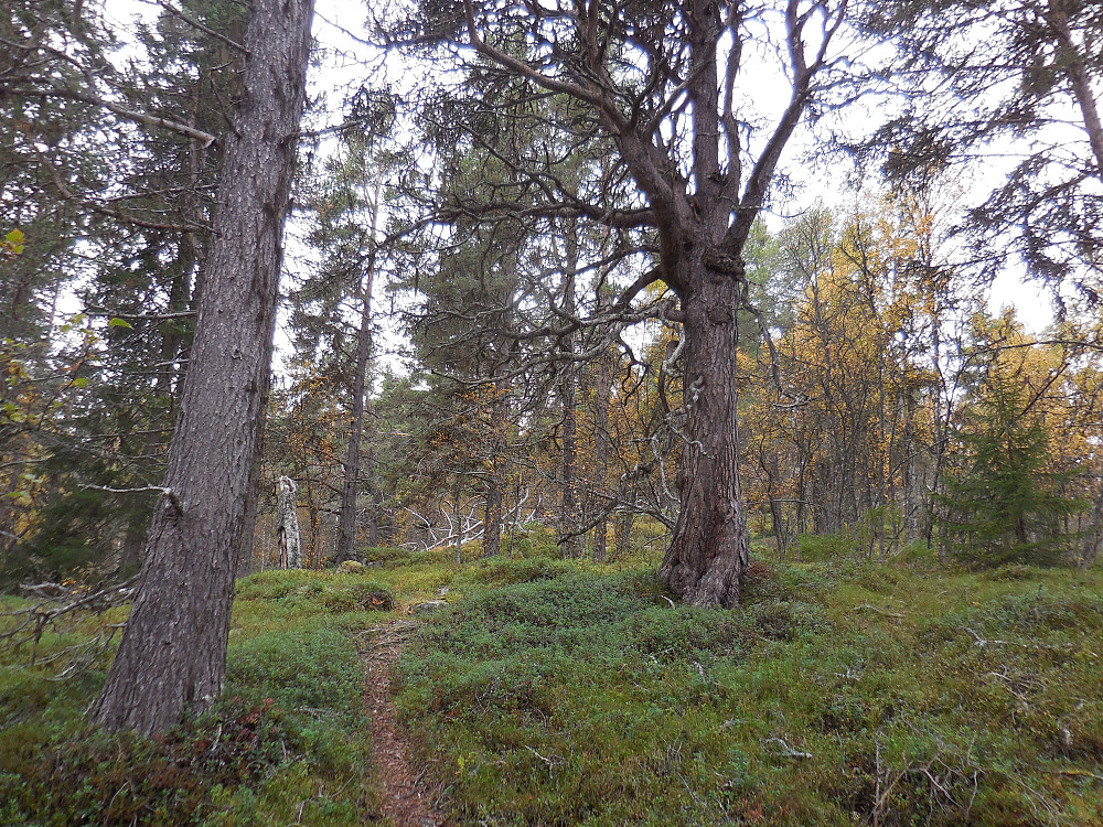 Gammel furuskog, med lavskrike, på ryggen opp mot Olasvarden.