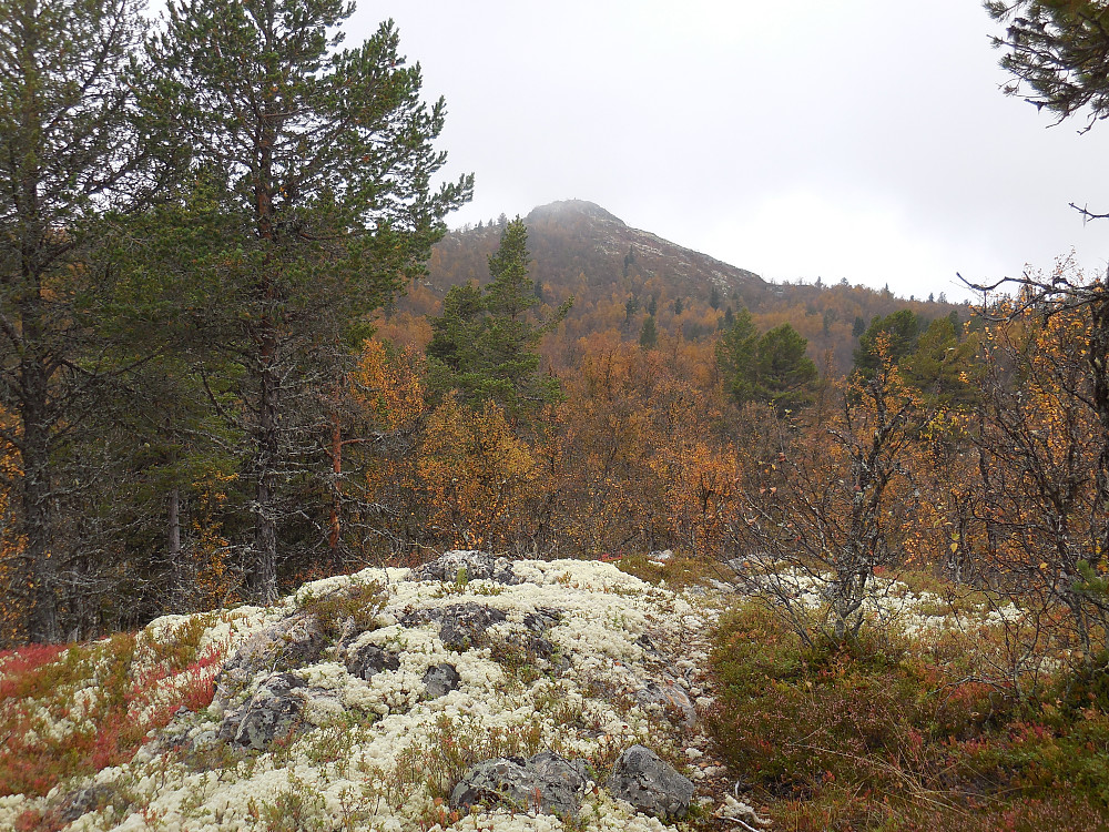 Olasvarden viser seg fram.