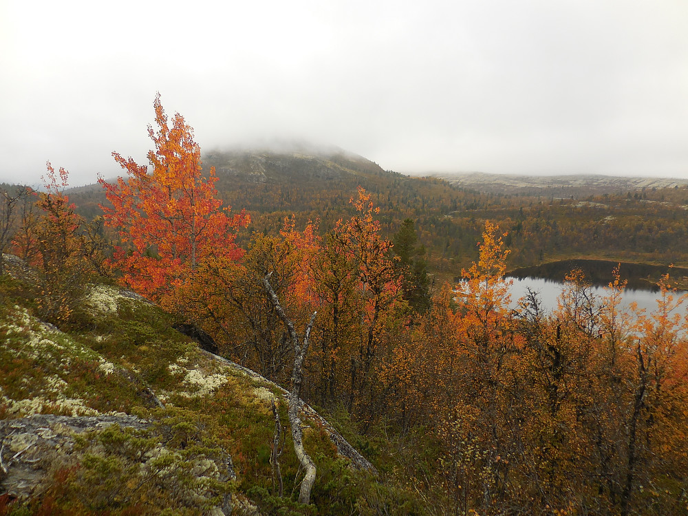 Gnedden i tåke. Olastjønna til høyre.