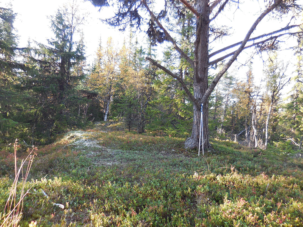 På toppen av Støshøa eller Nørdre Høa som den også kalles, 855 moh.