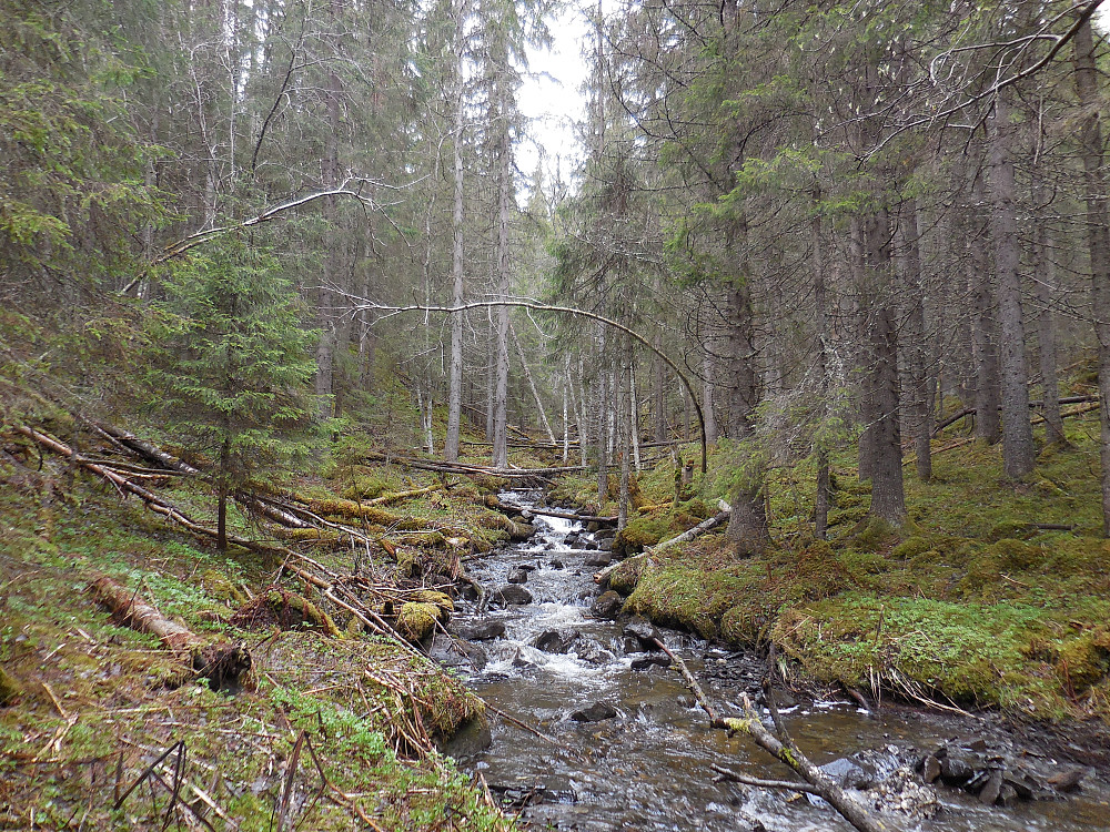 Spennende Kvannbekken med gammel urørt granskog.