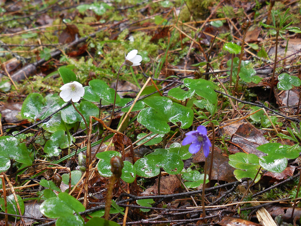 Blåveis. Her også med hvite blomster.