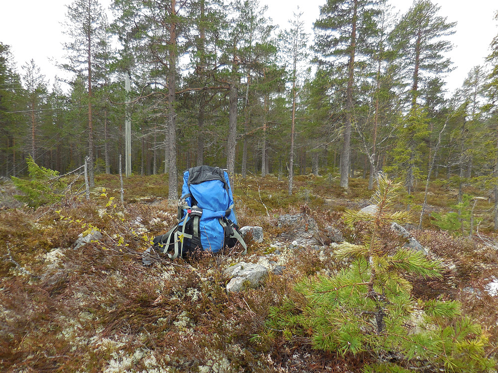 Høyest i naturreservatet, Kvannbekkåsen, 458 moh.