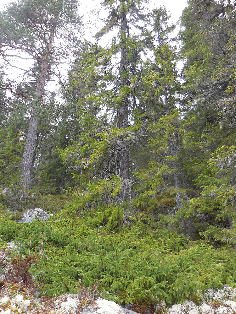 "Skjørtegran".