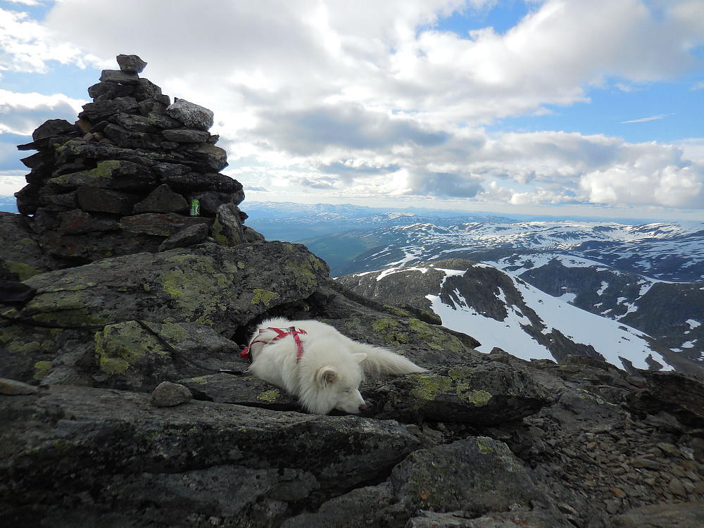 En sliten Anton på toppen av Kvigtinden, 1699 moh.