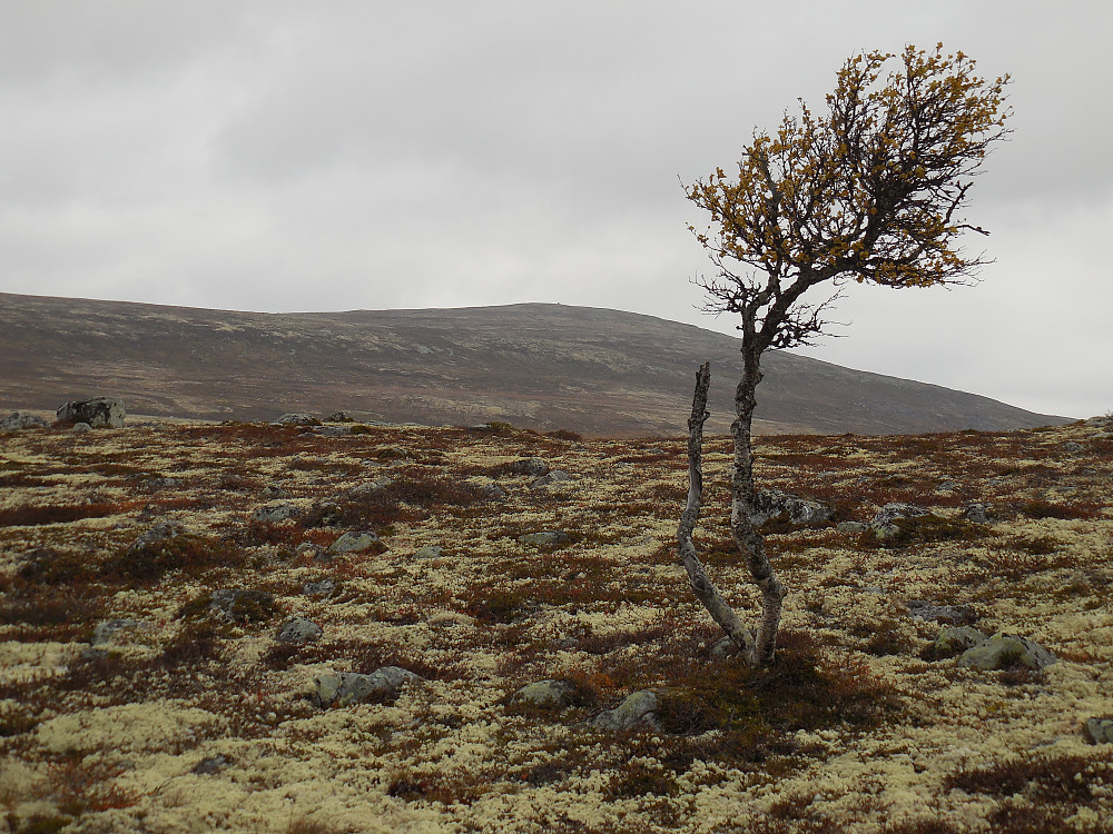 Korssjøvola fra Litlvola.