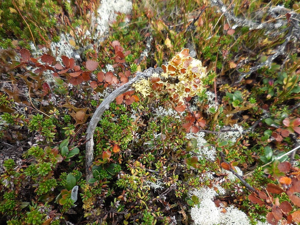 Einerlav ''Vulpicida juniperina''