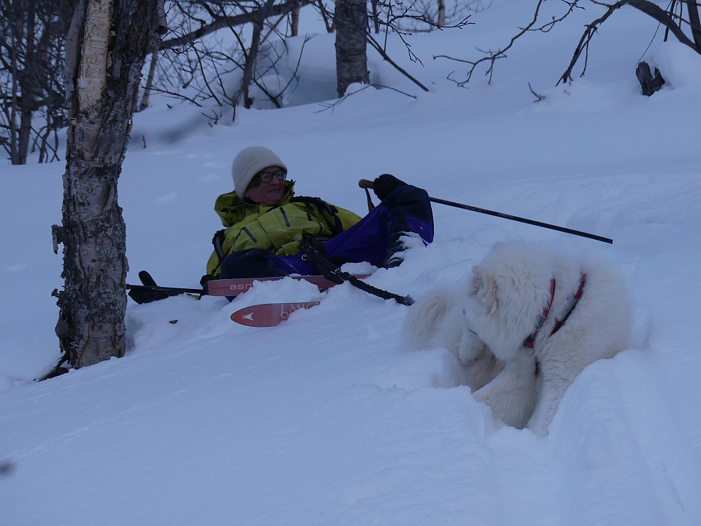 Et sted i bratte Horgjemsæterlia med tett skog og løs snø og med hund i band går det slik!