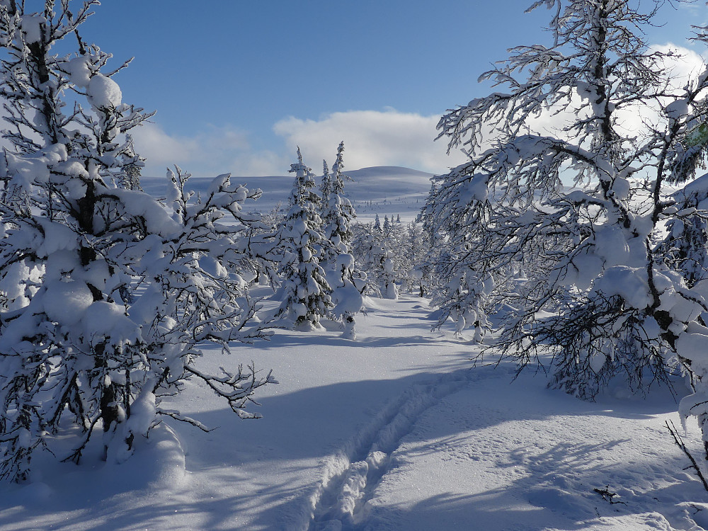 Raudfjellet, dagens mål.