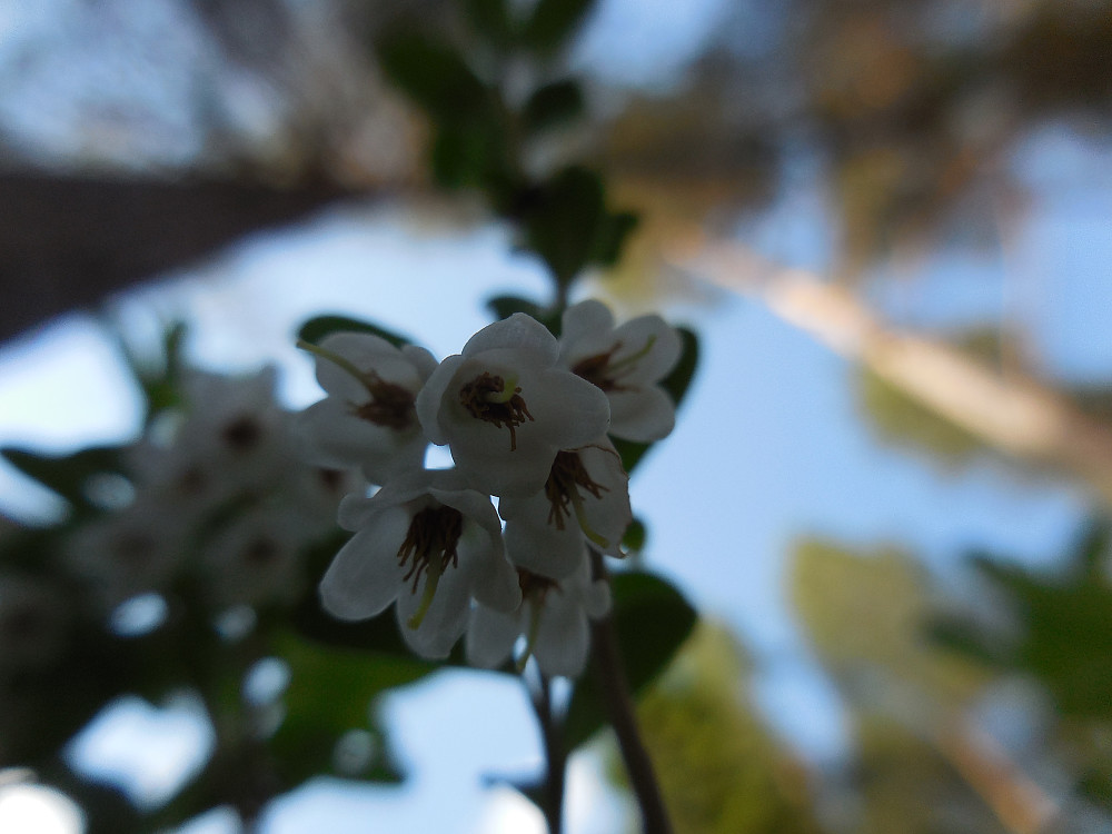 Tyttebæra i full blomst.