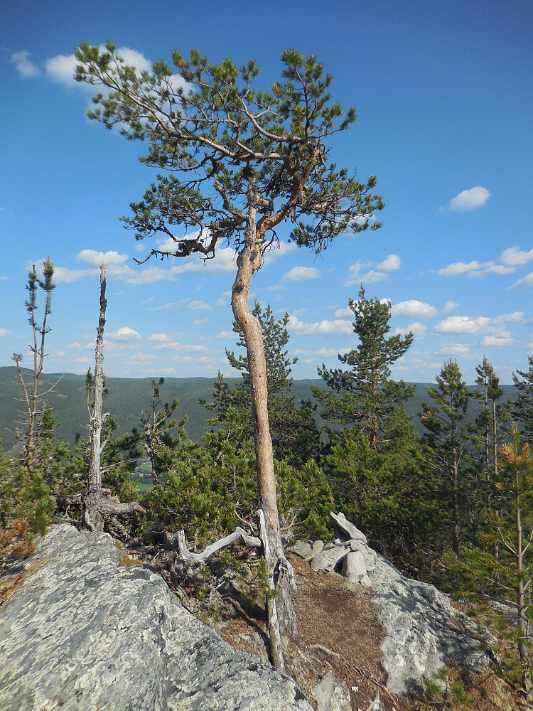 Beskjeden toppvarde på Veslsnippen, 579 moh.